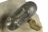 Flying Paralejurus Trilobite With Crotalocephalina & Reedops #323480-1